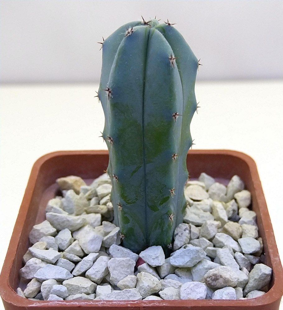 Кактус Миртиллокактус геометрический