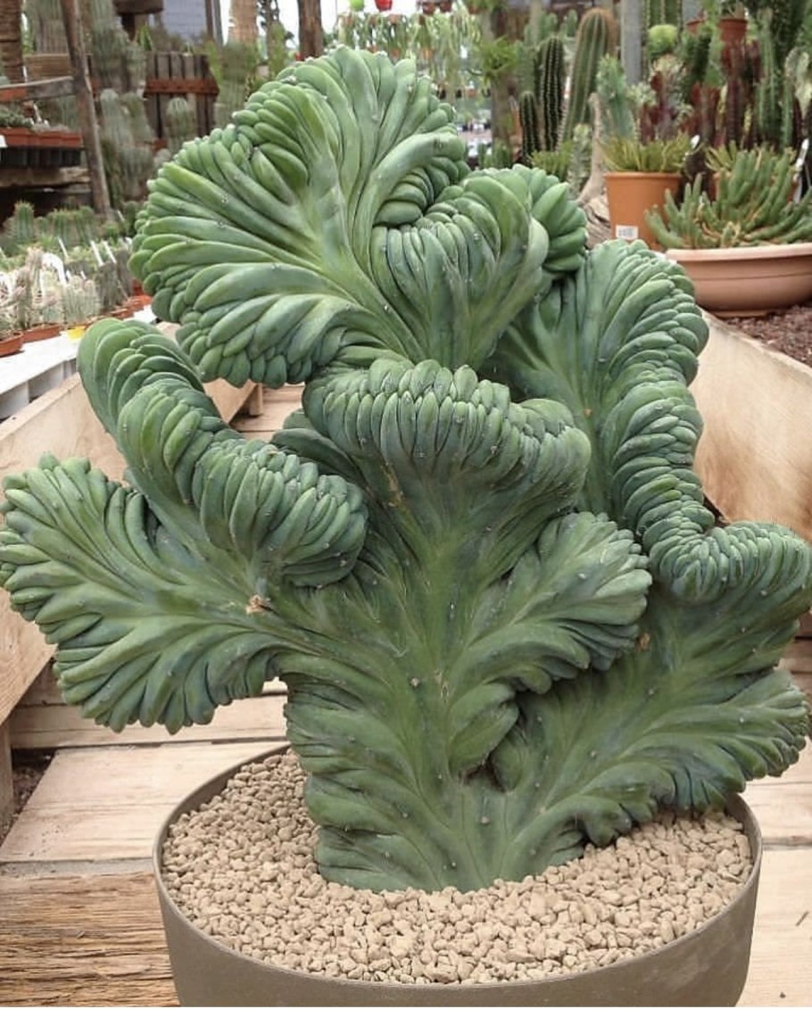 Кактус Myrtillocactus geometrizans