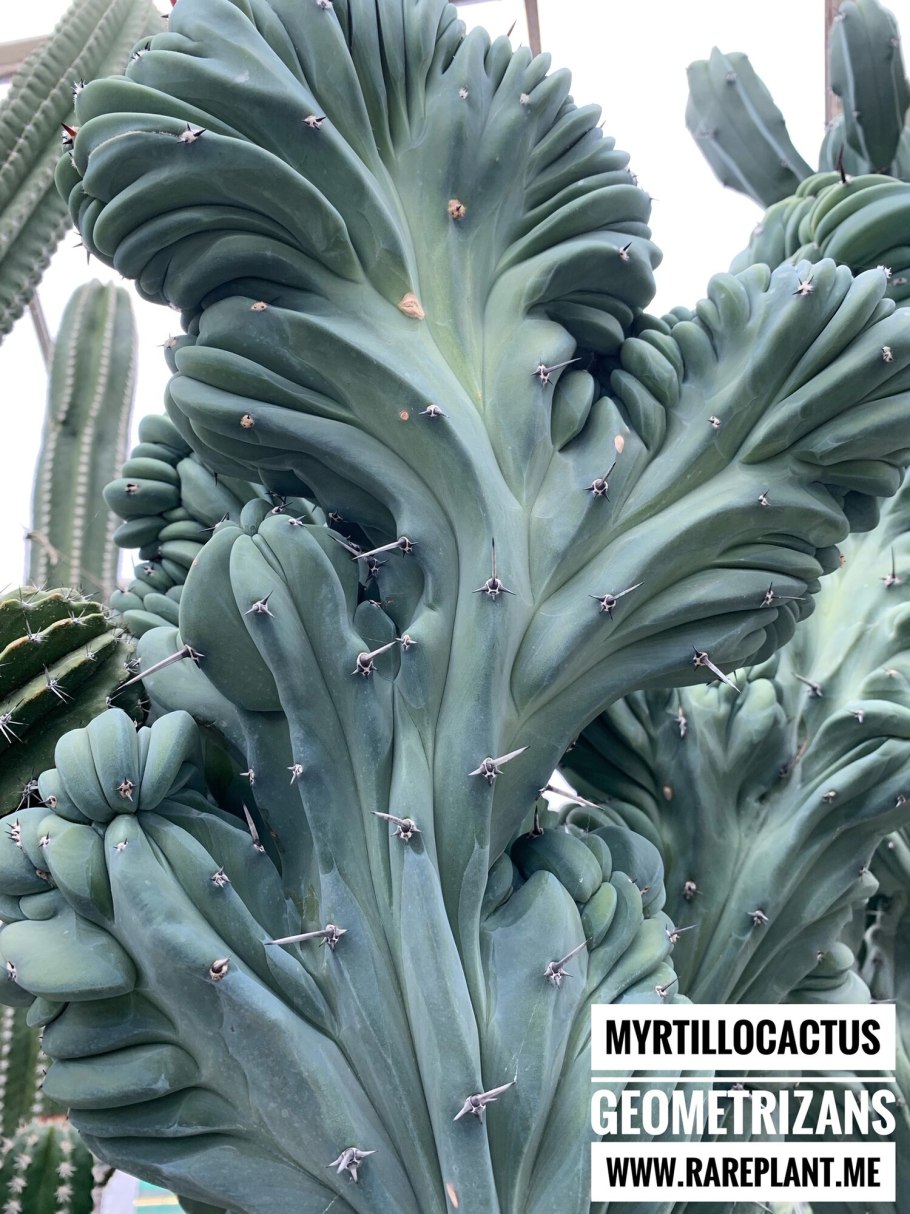 Миртиллокактус спиральный