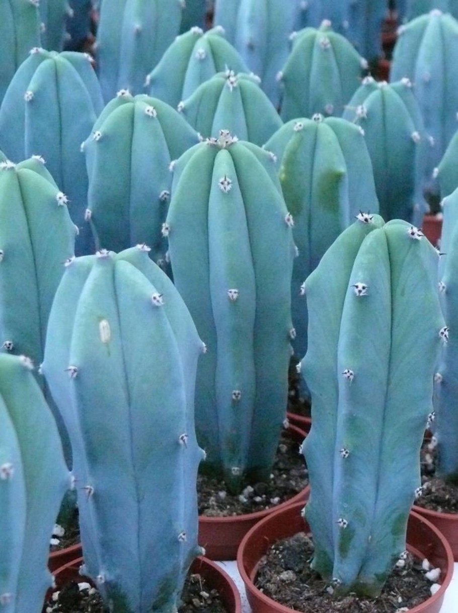 Myrtillocactus geometrizans fukurokuryuzinboku