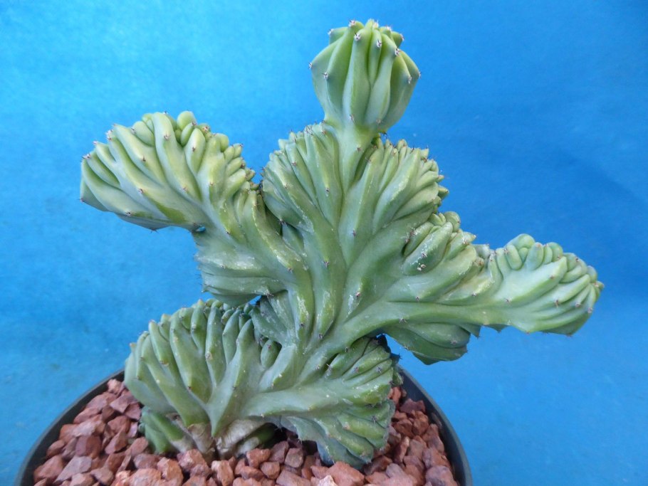 Кактус Myrtillocactus geometrizans cristata