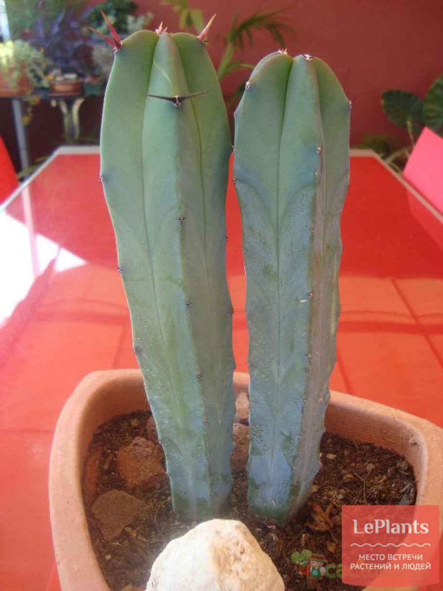 Кристатный Миртиллокактус