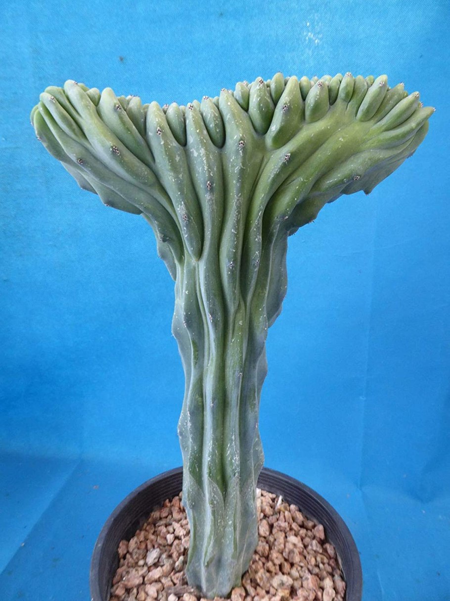 Myrtillocactus geometrizans