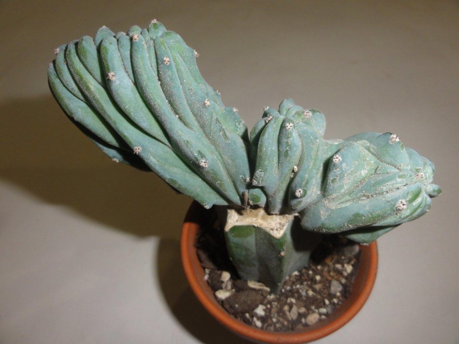 Myrtillocactus geometrizans