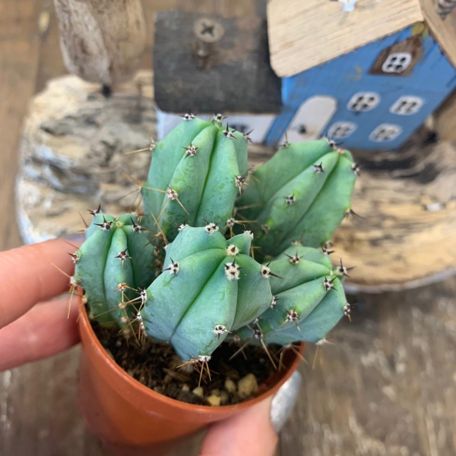 Кактус Myrtillocactus geometrizans