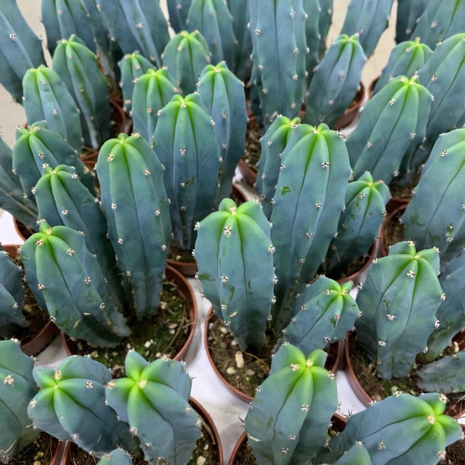 Myrtillocactus geometrizans