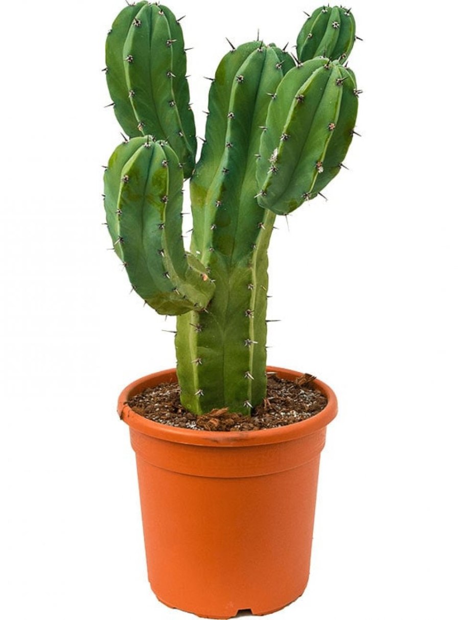 Кактус Myrtillocactus geometrizans