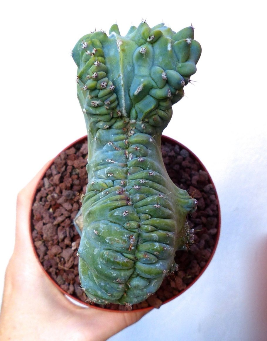 Myrtillocactus geometrizans Миртиллокактус геометризанс