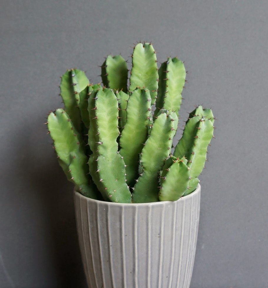 Кристатный Миртиллокактус