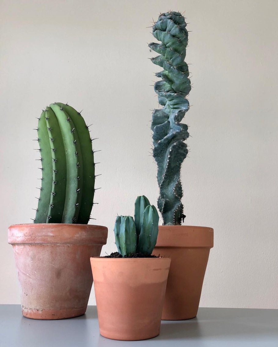 Миртиллокактус Кристата