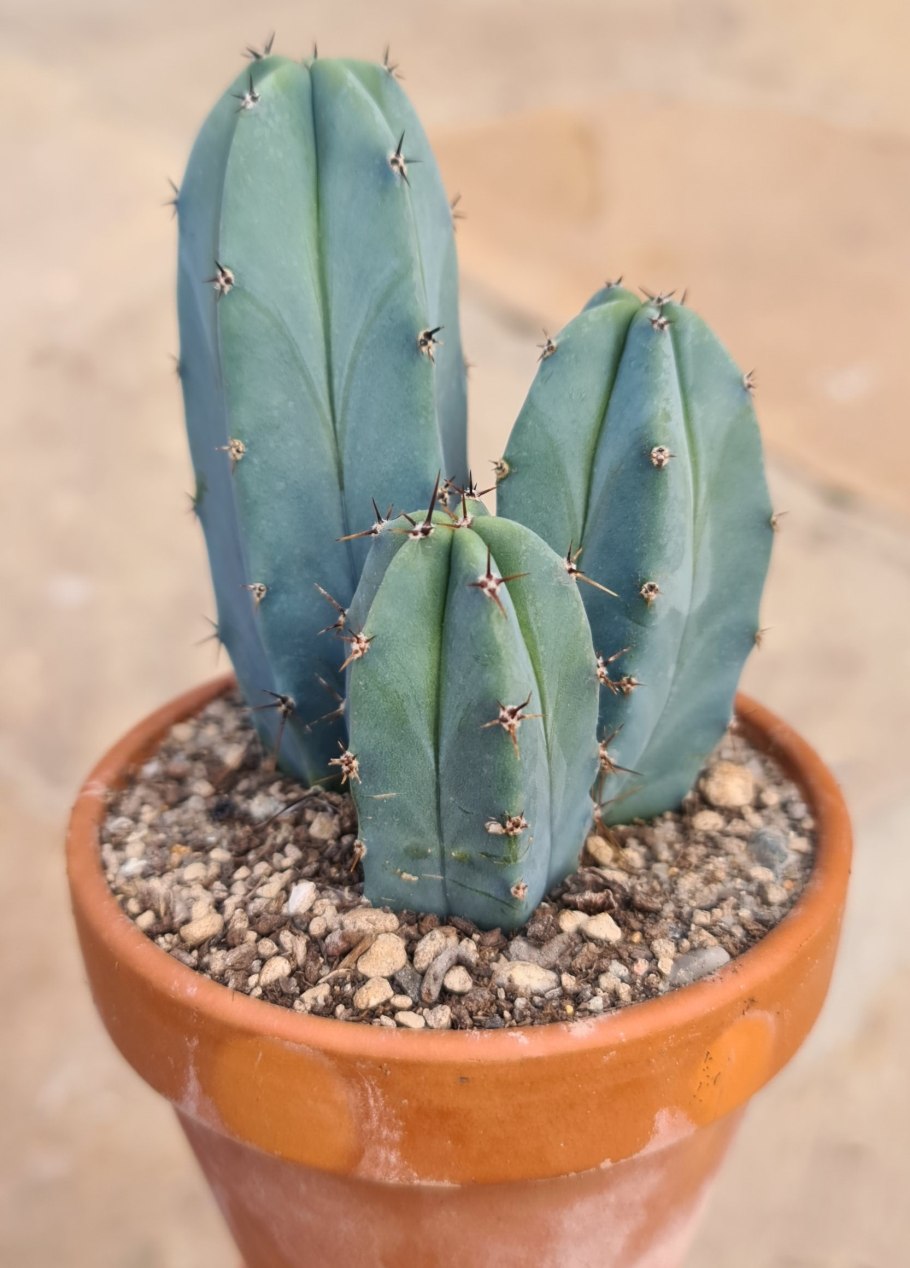 Миртиллокактус цветок