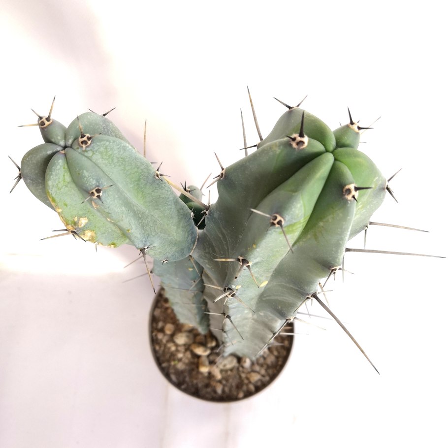 Кристатный Миртиллокактус