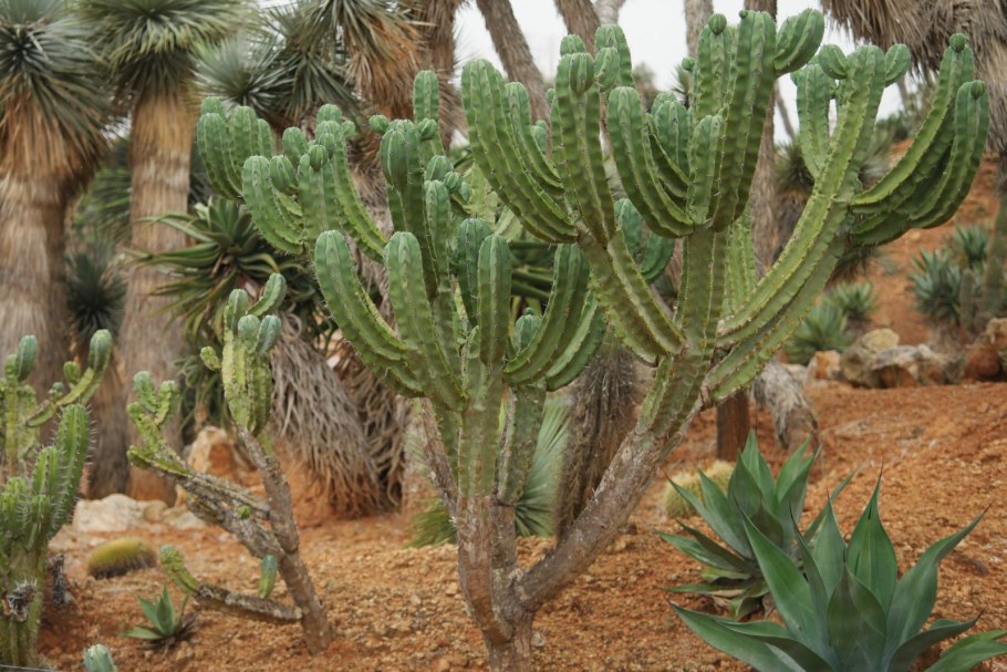 Кристатный Миртиллокактус