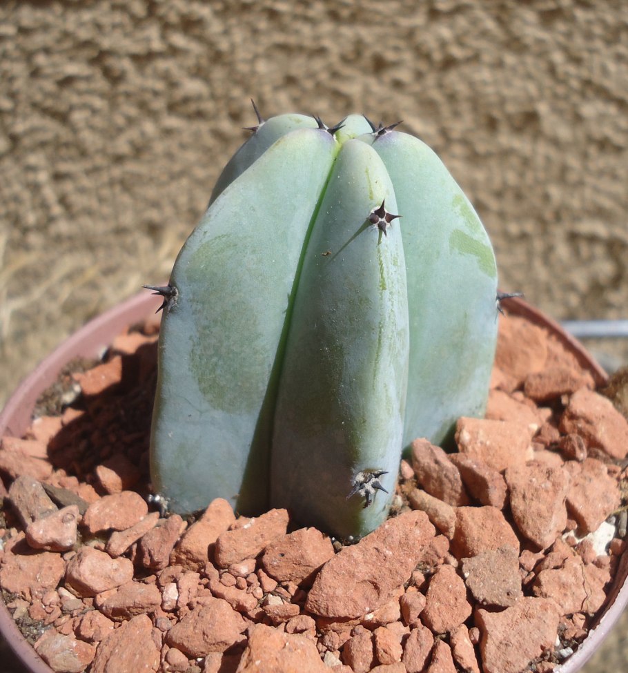 Кактус Myrtillocactus geometrizans