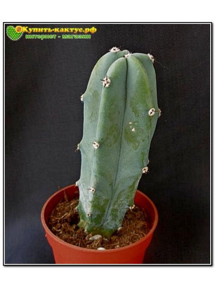 Миртиллокактус geometrizans