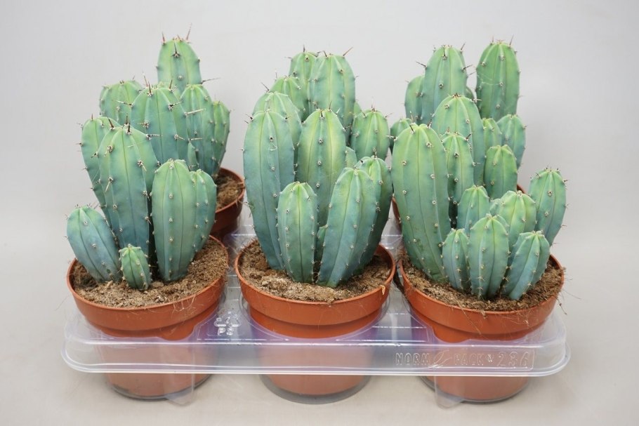 Кактус Миртиллокактус геометризанс