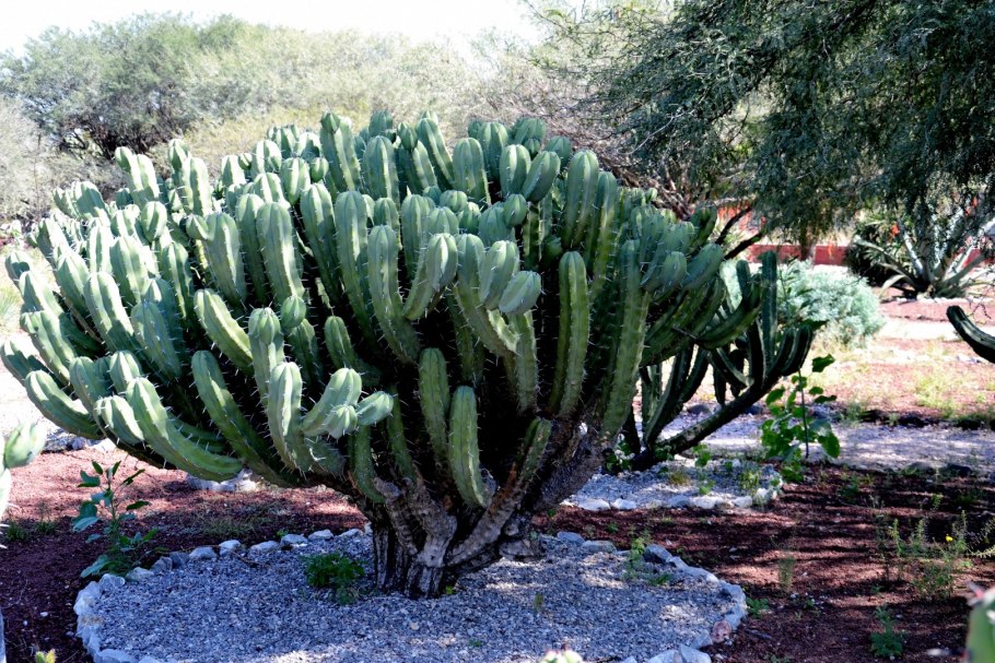 Myrtillocactus fukurokuryuzinboku