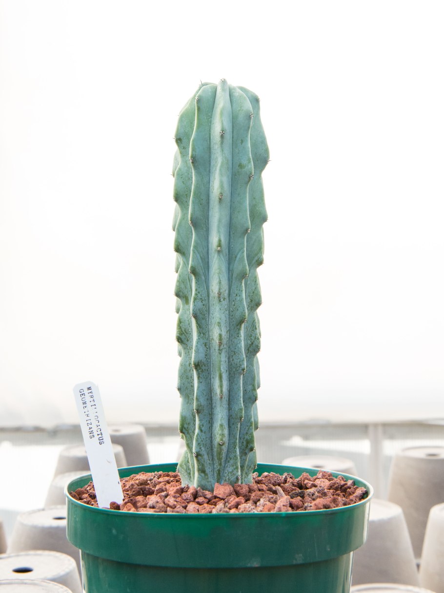 Myrtillocactus geometrizans cristata