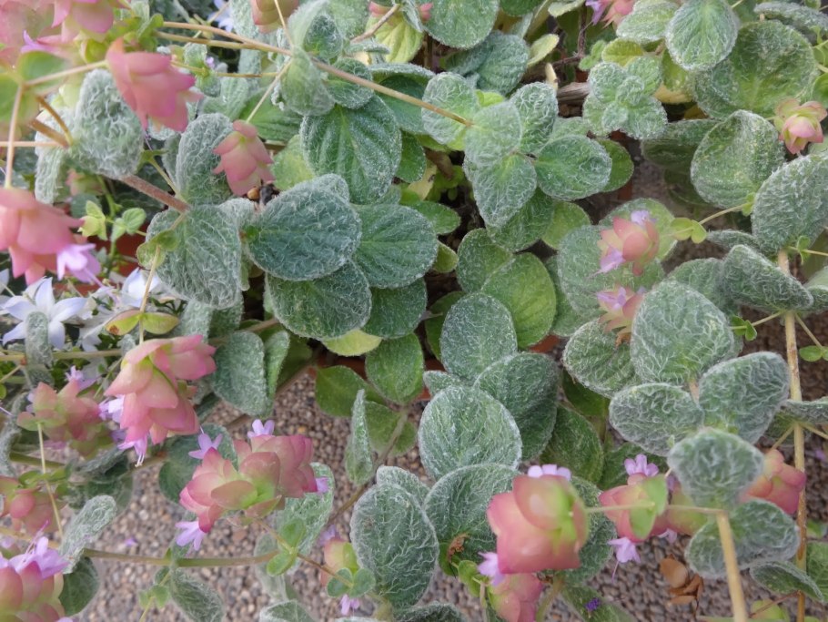 Диктамнус Критский