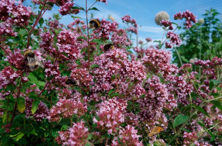 Орегано с белыми цветами