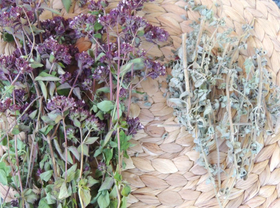 Душица душка многолетний майоран вери хот