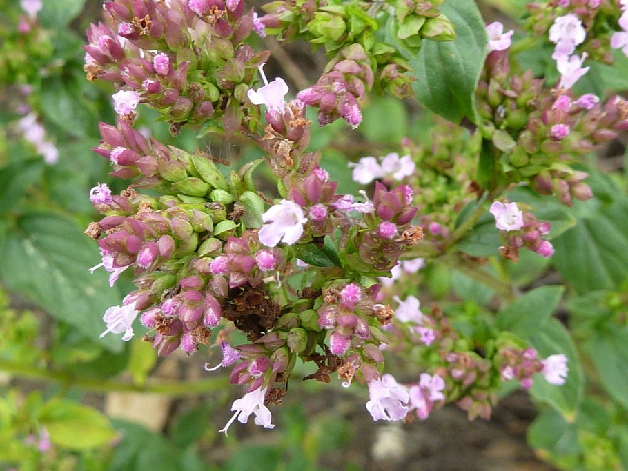 Душица трава здоровье