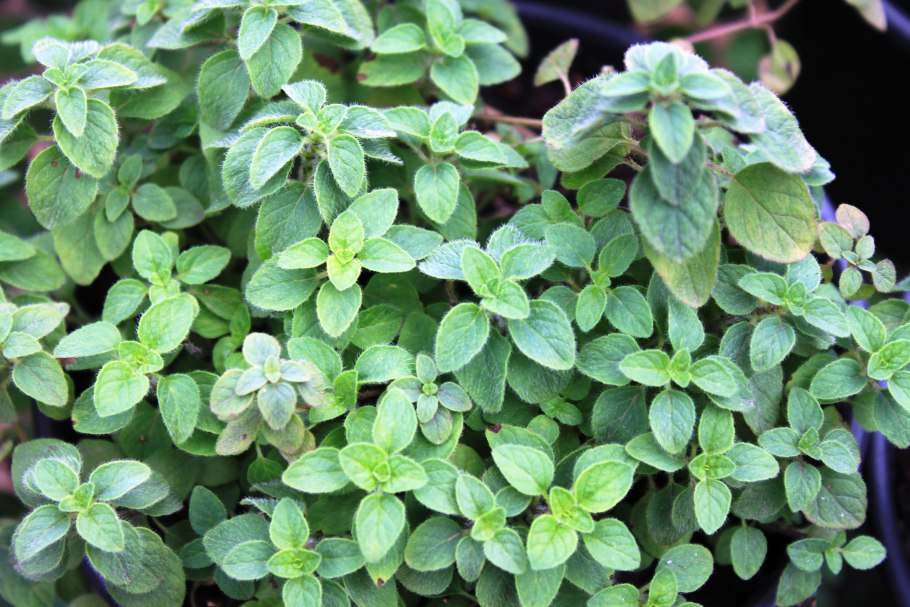 Душица дикий майоран