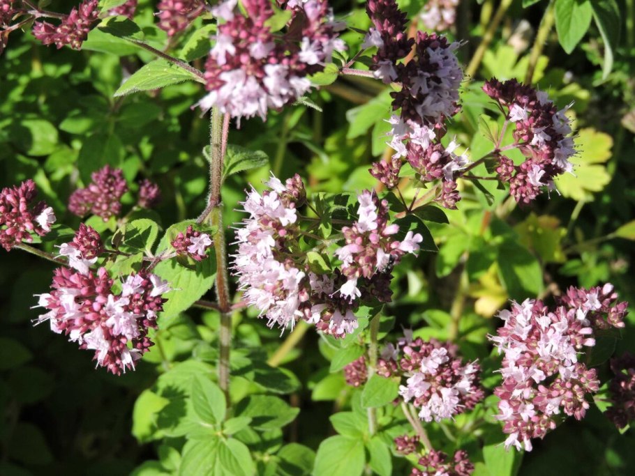 Орегано (душица)