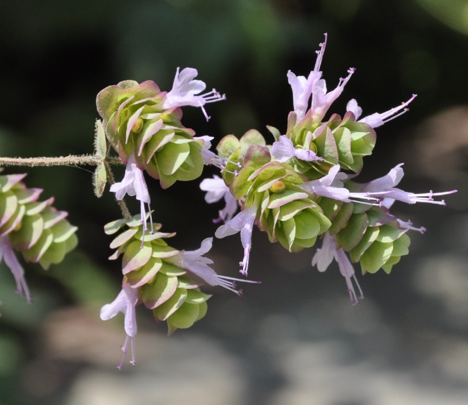 Origanum Dictamnus