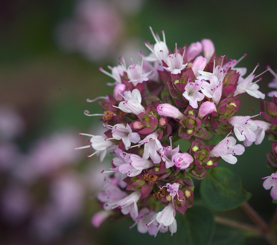 Диктамнус Критский