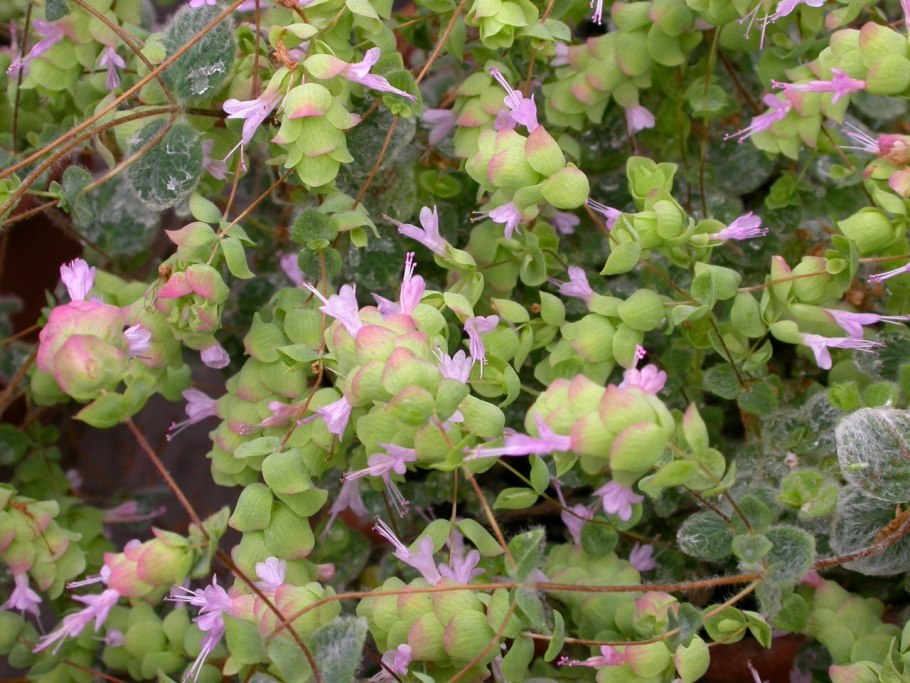 Душица Критская Диктамнус