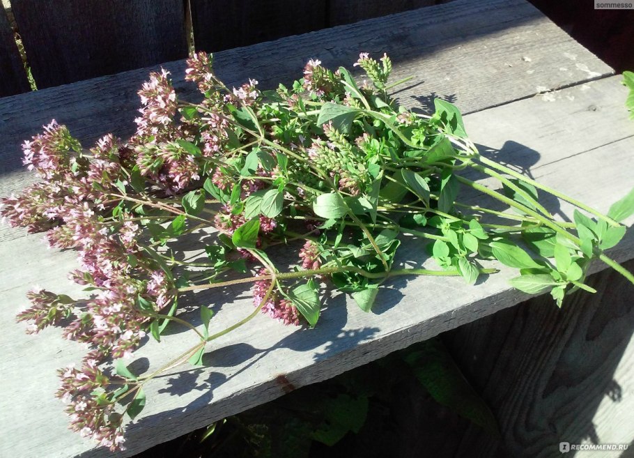 Душица обыкновенная (орегано)