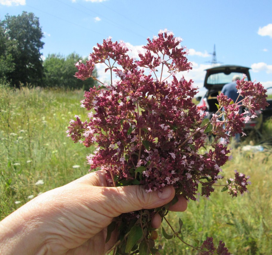 Душица обыкновенная 'Diabolo'