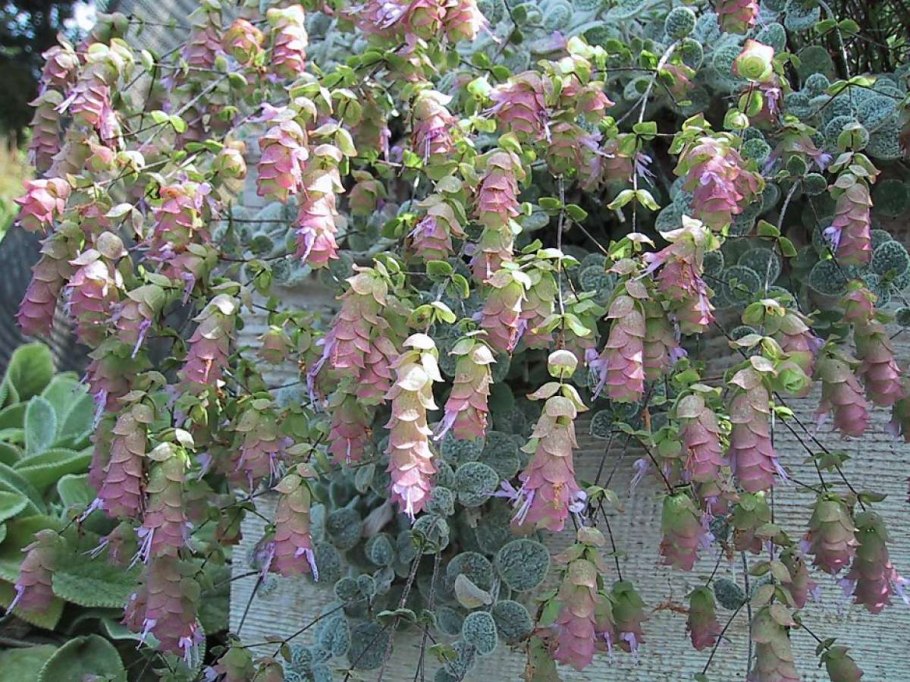 Душица сирийская