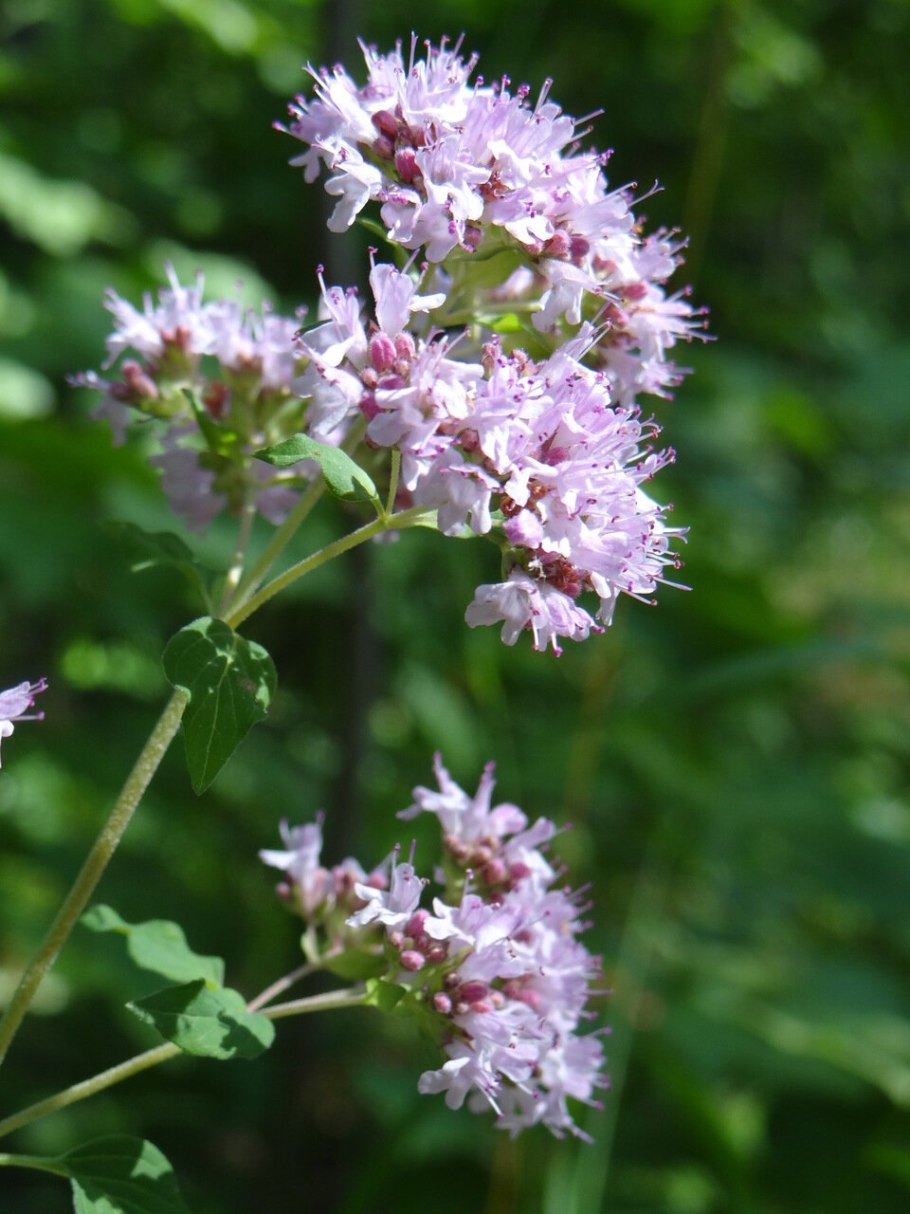 Душица дангле Файзи