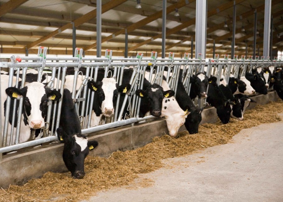 Животноводческая ферма Телятник