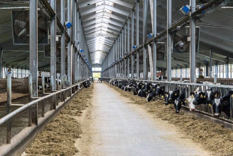 Беспривязное содержание коров