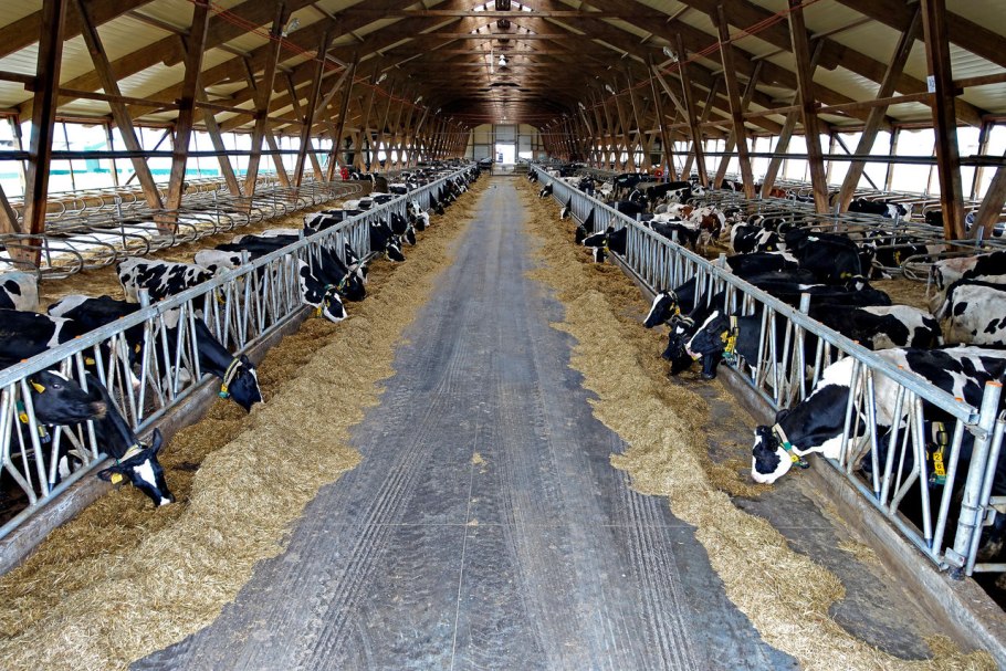 Соляноколосник