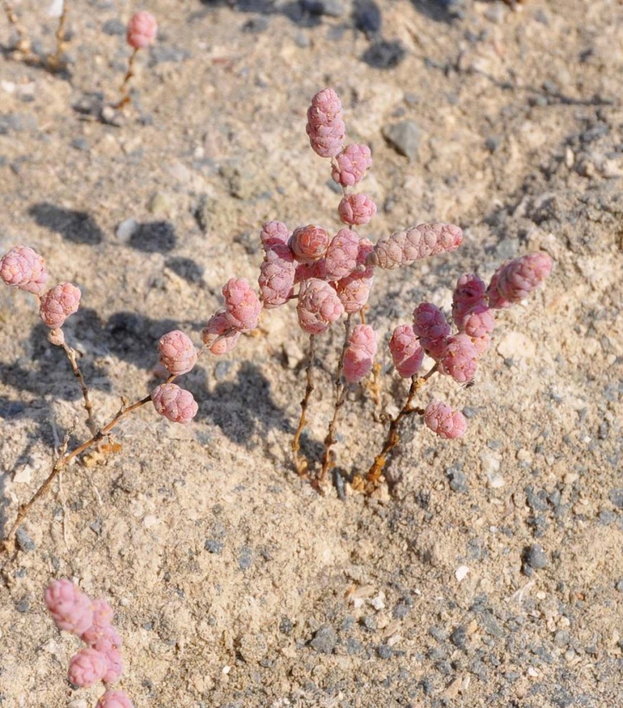Гипсофила ползучая Филоу Вайт