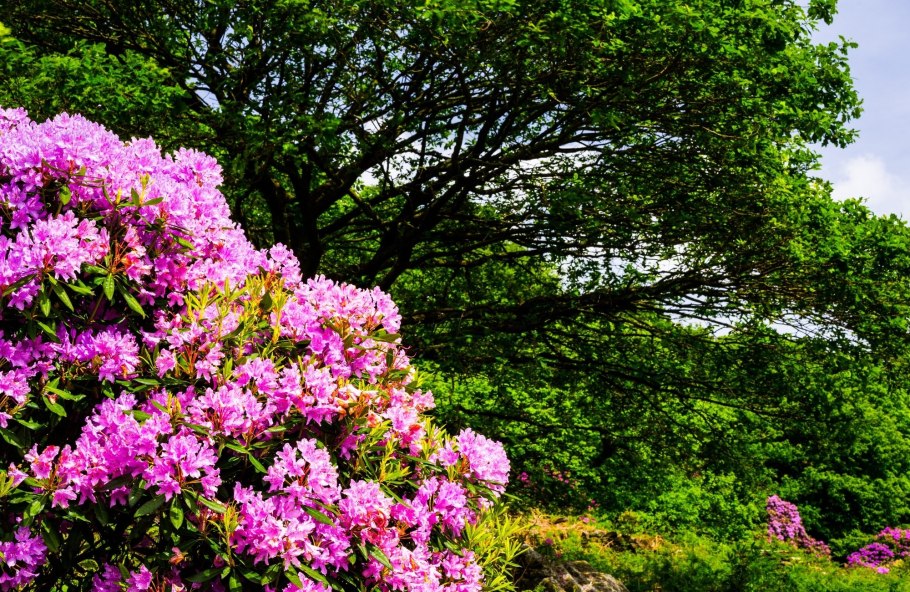 Рододендрон кустарники под деревьями