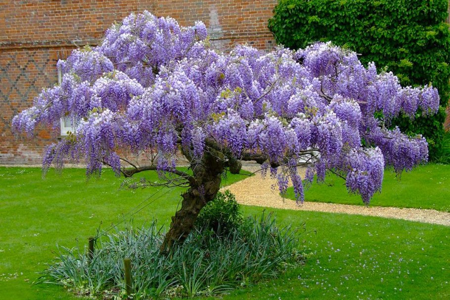Глициния китайская Синенсис