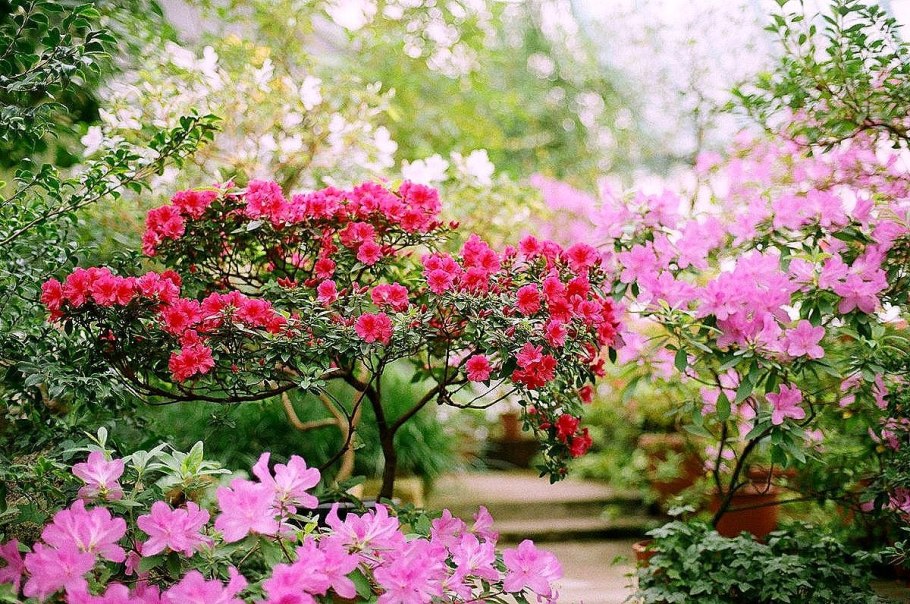 Цветущие кустарники