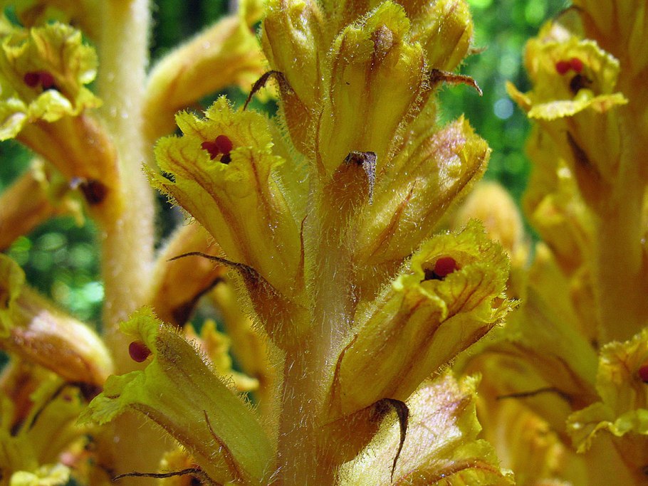 Заразиха паразит