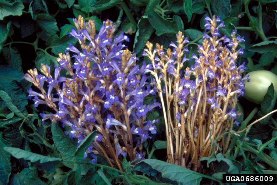 Заразиха подсолнечниковая