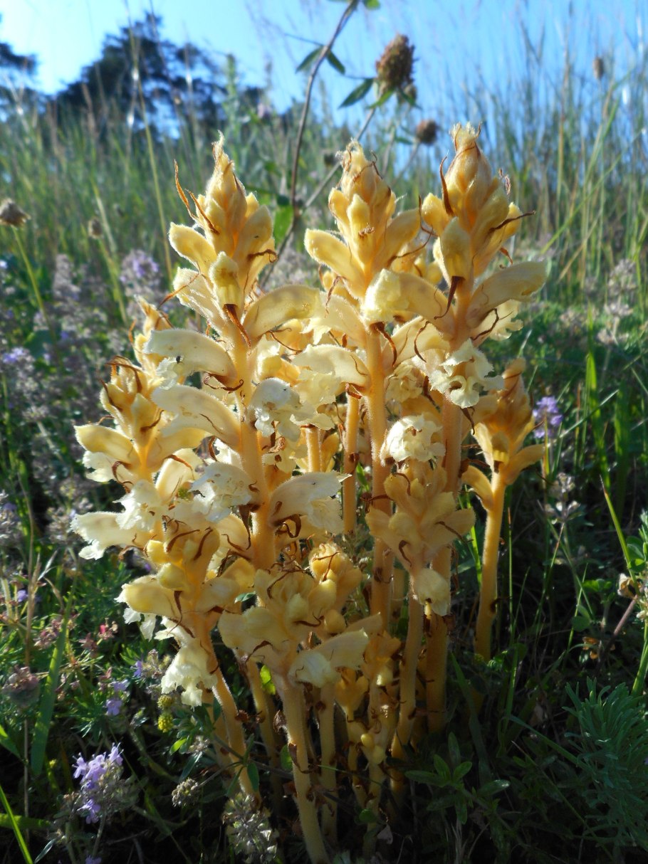 Заразиха Египетская