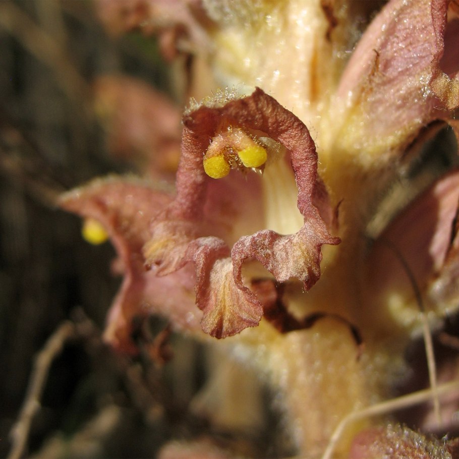 Orobanche SPP ( заразиха)