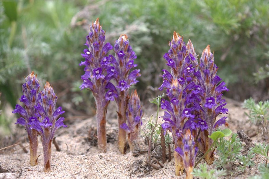 Заразиха (Orobanche