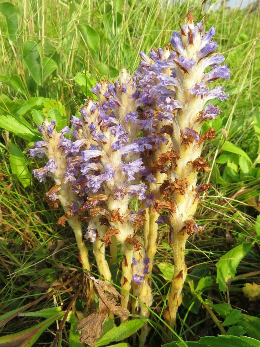 Заразиха (Orobanche