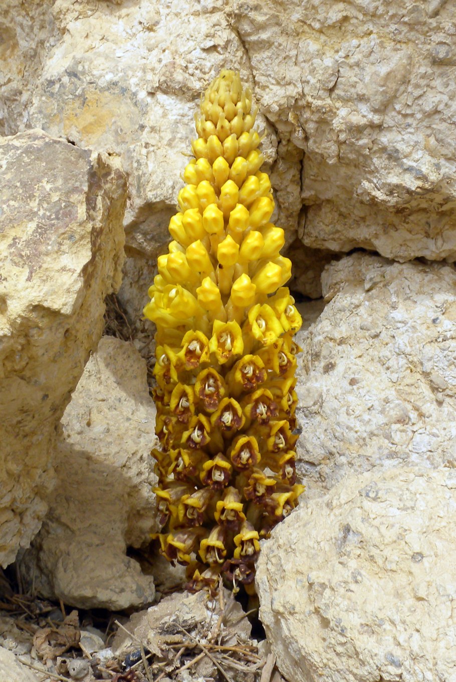 Заразиха (Orobanche