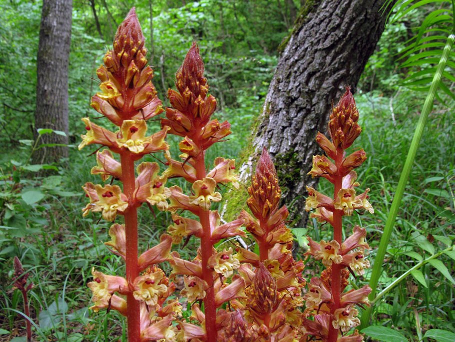 Заразиха (Orobanche